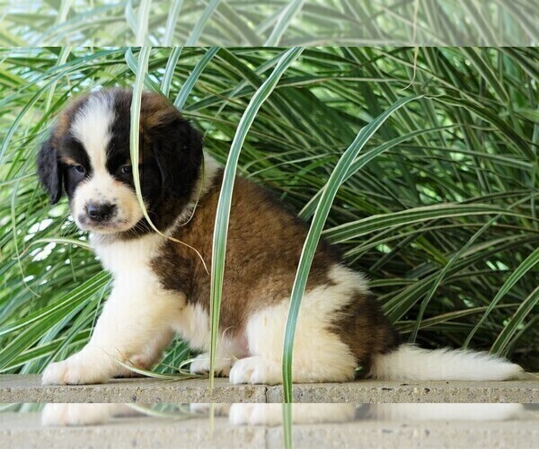 Medium Photo #2 Saint Bernard Puppy For Sale in FREDERICKSBG, OH, USA