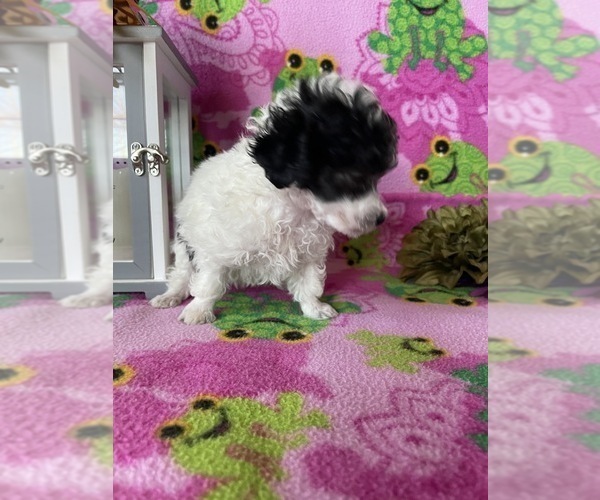 Medium Photo #4 Poodle (Toy) Puppy For Sale in BROWNSVILLE, KY, USA