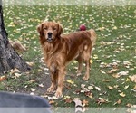 Small Photo #1 Golden Retriever Puppy For Sale in DE PERE, WI, USA
