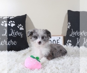 Aussiedoodle Toy Puppy for sale in MOUNT VERNON, OH, USA