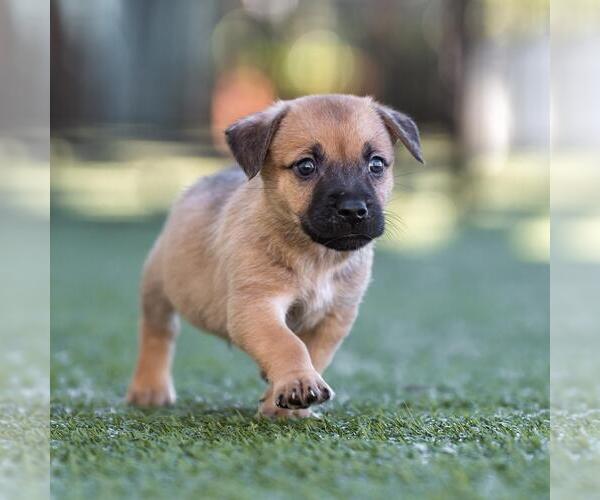 Medium Photo #3 Dachshund-Unknown Mix Puppy For Sale in San Diego, CA, USA