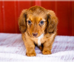 Puppy Bonnie Dachshund