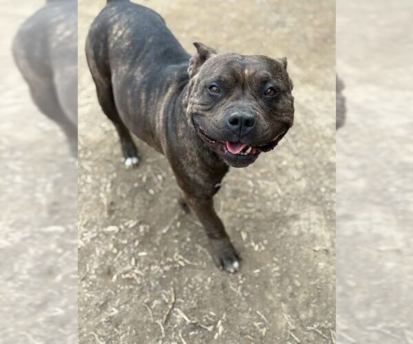 Medium Photo #2 Mutt Puppy For Sale in Riverside, CA, USA