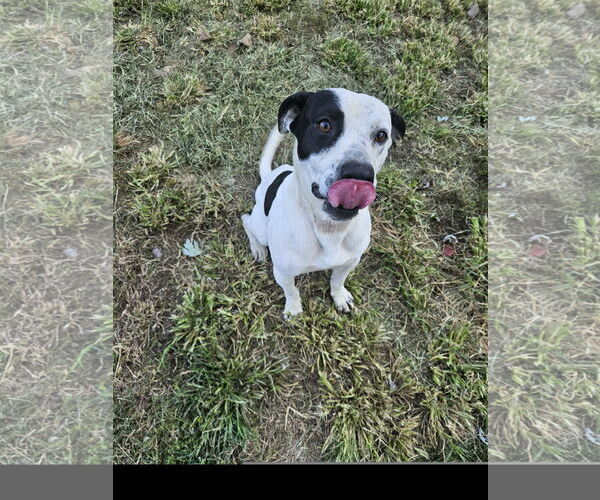 Medium Photo #2 Staffordshire Bull Terrier-Unknown Mix Puppy For Sale in Tracy City, TN, USA