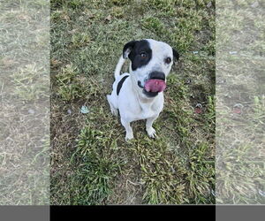 Sal - Male Staffordshire Bull Terrier-Unknown Mix Dog for Adoption - Photo #2