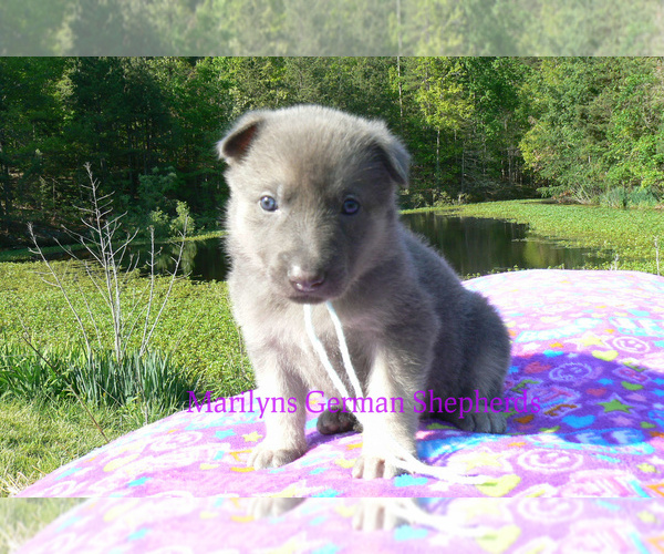 Medium Photo #4 German Shepherd Dog Puppy For Sale in PIEDMONT, MO, USA