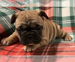Small Photo #11 French Bulldog Puppy For Sale in BOLIVAR, MO, USA