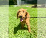 Small #1 Goldendoodle