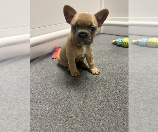 Medium Photo #13 French Bulldog Puppy For Sale in BRUNSWICK, MO, USA