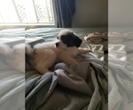 Small Photo #3 Saint Bernard Puppy For Sale in WILLIAMSBURG, CO, USA