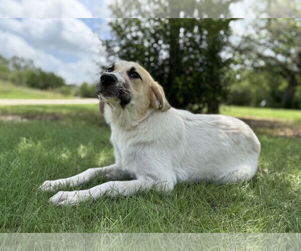 Medium Photo #5 Anatolian Shepherd-Retriever  Mix Puppy For Sale in PIPE CREEK, TX, USA