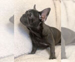 Small Photo #3 French Bulldog Puppy For Sale in BRIDGEWATER, NJ, USA