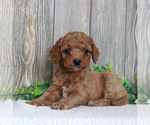 Small Photo #4 Goldendoodle-Poodle (Miniature) Mix Puppy For Sale in HONEY BROOK, PA, USA
