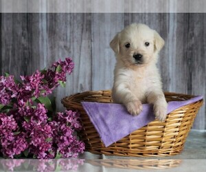 English Cream Golden Retriever Puppy for sale in FREDERICKSBG, OH, USA