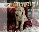 Small Photo #6 Goldendoodle Puppy For Sale in GR BLANC, MI, USA