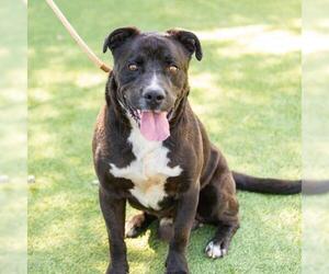 American Pit Bull Terrier Dogs for adoption in Camarillo, CA, USA