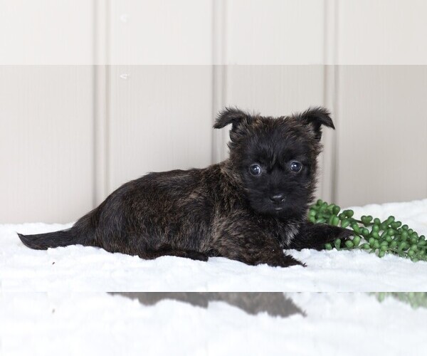 Medium Photo #3 Cairn Terrier Puppy For Sale in FREDERICKSBG, OH, USA