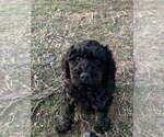 Puppy Flint Goldendoodle (Miniature)