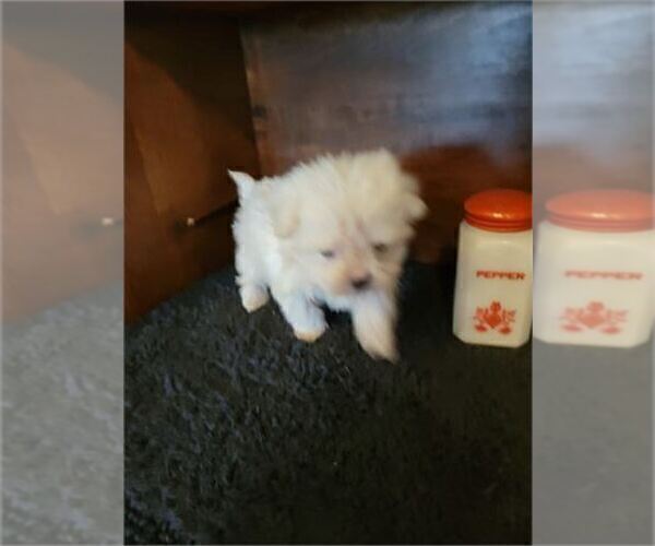 Medium Photo #9 Maltese Puppy For Sale in TAMPA, FL, USA