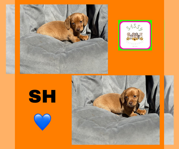 Medium Photo #1 Dachshund Puppy For Sale in BENNINGTON, OK, USA