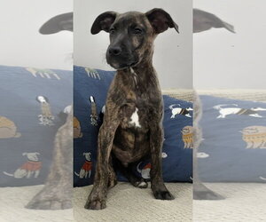 Winkle~meet me! - Male Boxador Dog for Adoption - Photo #2