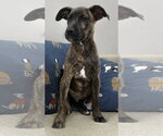 Small Photo #2 Boxador Puppy For Sale in Southbury, CT, USA