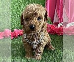 Small #5 Poodle (Toy)