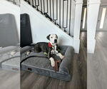 Small #5 American Pit Bull Terrier Mix