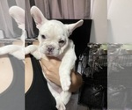 Small #7 French Bulldog