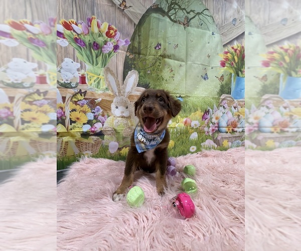 Medium Photo #79 Australian Shepherd Puppy For Sale in NEW BRAUNFELS, TX, USA