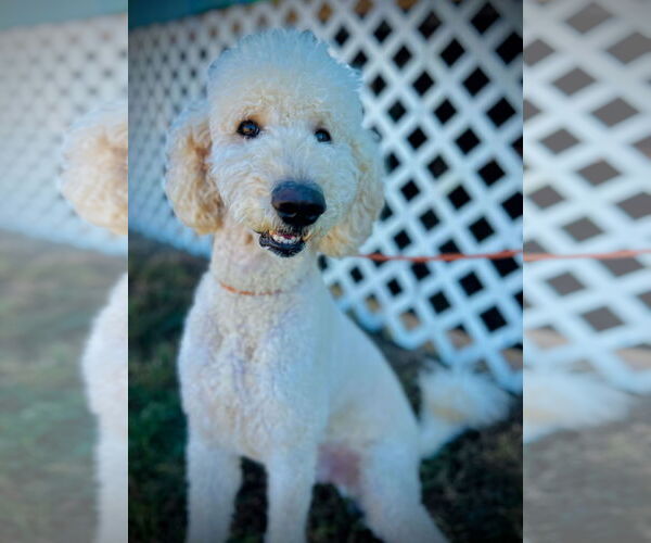 Medium Photo #2 Labradoodle Puppy For Sale in Pacolet, SC, USA