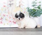 Small Zuchon