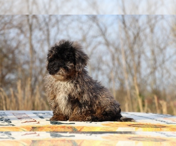 Medium Photo #27 ShihPoo Puppy For Sale in DYERSBURG, TN, USA