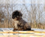 Small #26 ShihPoo