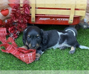 Dachshund Puppy for sale in CASSVILLE, MO, USA