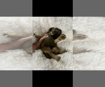 Small #3 Brussels Griffon