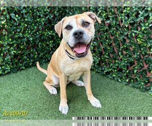 Black Mouth Cur-Boxer Mix Dogs for adoption in West Palm Beach, FL, USA
