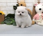 Small Photo #11 Pomeranian Puppy For Sale in LOS ANGELES, CA, USA