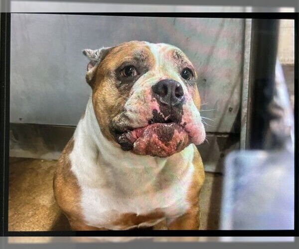 Medium Photo #1 Bulldog-Unknown Mix Puppy For Sale in San Bernardino, CA, USA