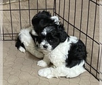 Small Photo #4 Shih-Poo Puppy For Sale in GLOUCESTER, VA, USA