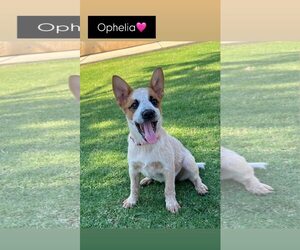 Mutt Dogs for adoption in Paso Robles, CA, USA