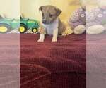 Small #1 Mutt