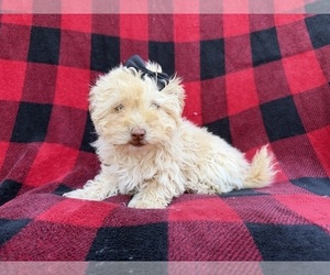 Havapoo Puppy for sale in LAKELAND, FL, USA