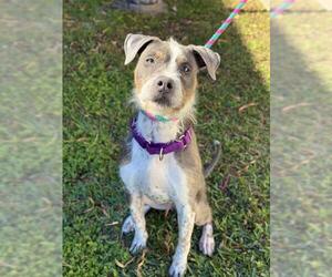 Irish Terrier Dogs for adoption in Sugar Land, TX, USA