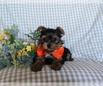 Small Photo #5 Yorkshire Terrier Puppy For Sale in NEW PROVIDENCE, PA, USA