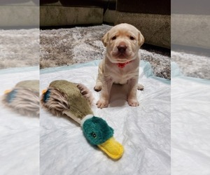 Labrador Retriever Puppy for sale in NAKINA, NC, USA