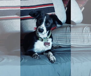Border-Aussie Dogs for adoption in Denver , CO, USA
