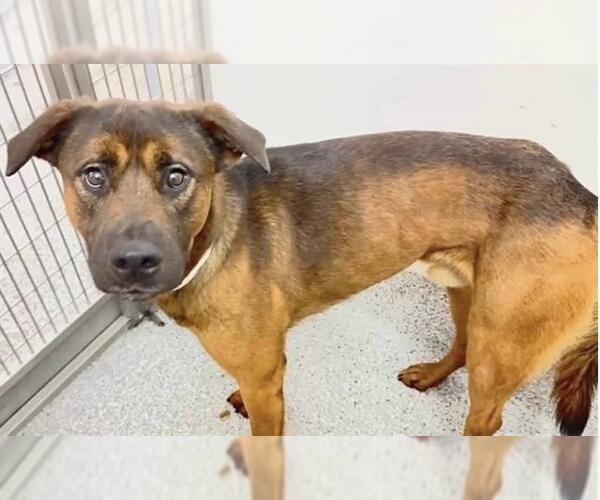 Medium Photo #3 German Shepherd Dog-Unknown Mix Puppy For Sale in Houston, TX, USA