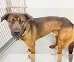 Small #2 German Shepherd Dog Mix