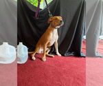 Small #1 Labrador Retriever Mix